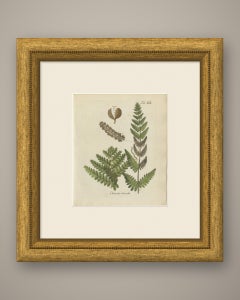 Decorative 19th Century Hand-Colored Fern Engraving, Interrupted Fern, 1806-1809