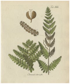 Decorative 19th Century Hand-Colored Fern Engraving, Interrupted Fern, 1806-1809