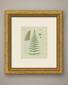 Decorative 19th Century Hand-Colored Fern Engraving, New York Fern, 1806-1809