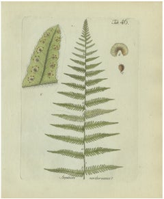 Decorative 19th Century Hand-Colored Fern Engraving, New York Fern, 1806-1809