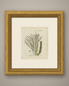 Decorative 19th Century Hand-Colored Fern Engraving, Onoclea Boryana, 1806-1809