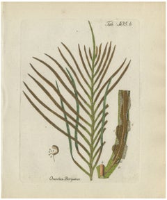 Decorative 19th Century Hand-Colored Fern Engraving, Onoclea Boryana, 1806-1809