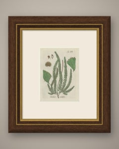 Decorative 19th Century Hand-Colored Fern Print, Adiantum pubescens, 1806-1809