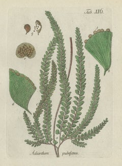 Decorative 19th Century Hand-Colored Fern Print, Adiantum pubescens, 1806-1809