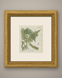 Decorative 19th Century Hand-Colored Fern Print, Adiantum villosum, 1806-1809