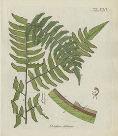 Decorative 19th Century Hand-Colored Fern Print, Adiantum villosum, 1806-1809