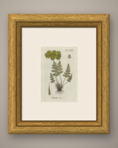 Decorative 19th Century Hand-Colored Fern Print, Cheilanthes odora, 1806-1809