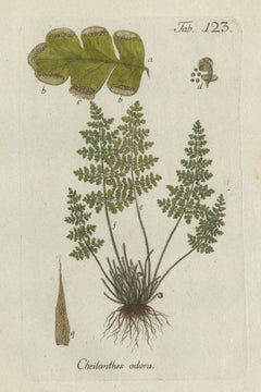 Decorative 19th Century Hand-Colored Fern Print, Cheilanthes odora, 1806-1809