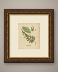 Decorative 19th Century Hand-Colored Fern Print, Davallia bidentata, 1806-1809