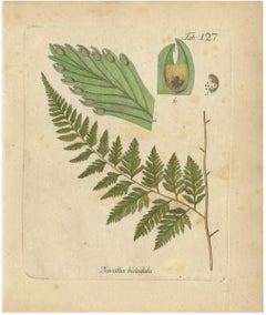 Decorative 19th Century Hand-Colored Fern Print, Davallia bidentata, 1806-1809