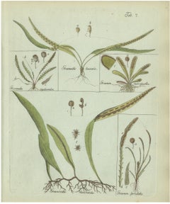 Decorative 19th Century Hand-Colored Fern Print, Grammitis lanceolata, 1806-1809