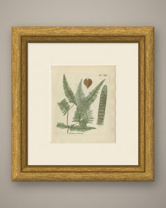 Decorative 19th Century Hand-Colored Fern Print, Mertensia dichotoma, 1806-1809