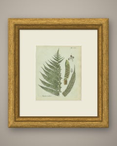 Decorative 19th Century Hand-Colored Fern Print, Polypodium lunulatum, 1806-1809