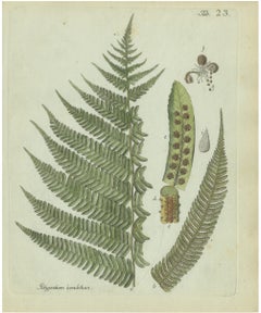 Decorative 19th Century Hand-Colored Fern Print, Polypodium lunulatum, 1806-1809