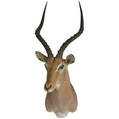 Decorative African Antelope Taxidermy Mount