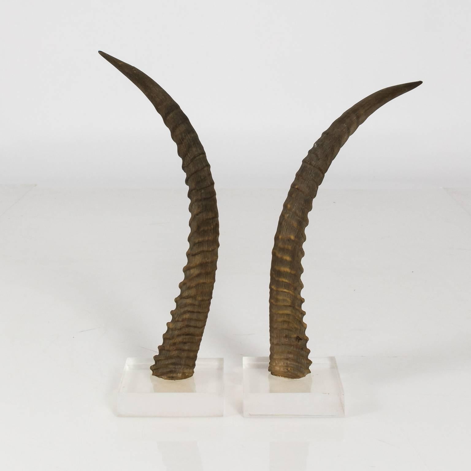 Decorative Antelope Horns For Sale 3