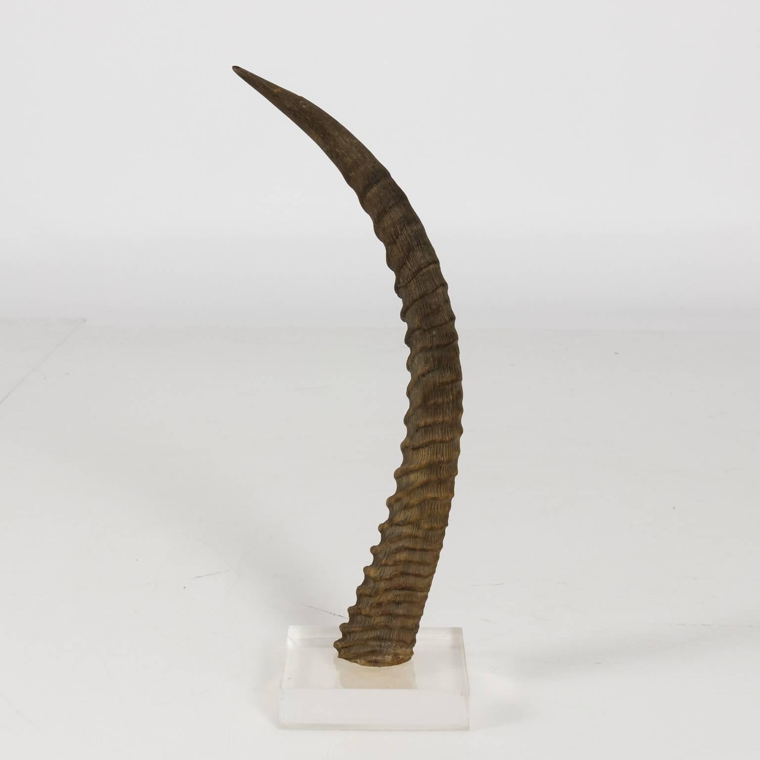 Contemporary pair of decorative sable antelope horns mounted on a plexiglass base.
   