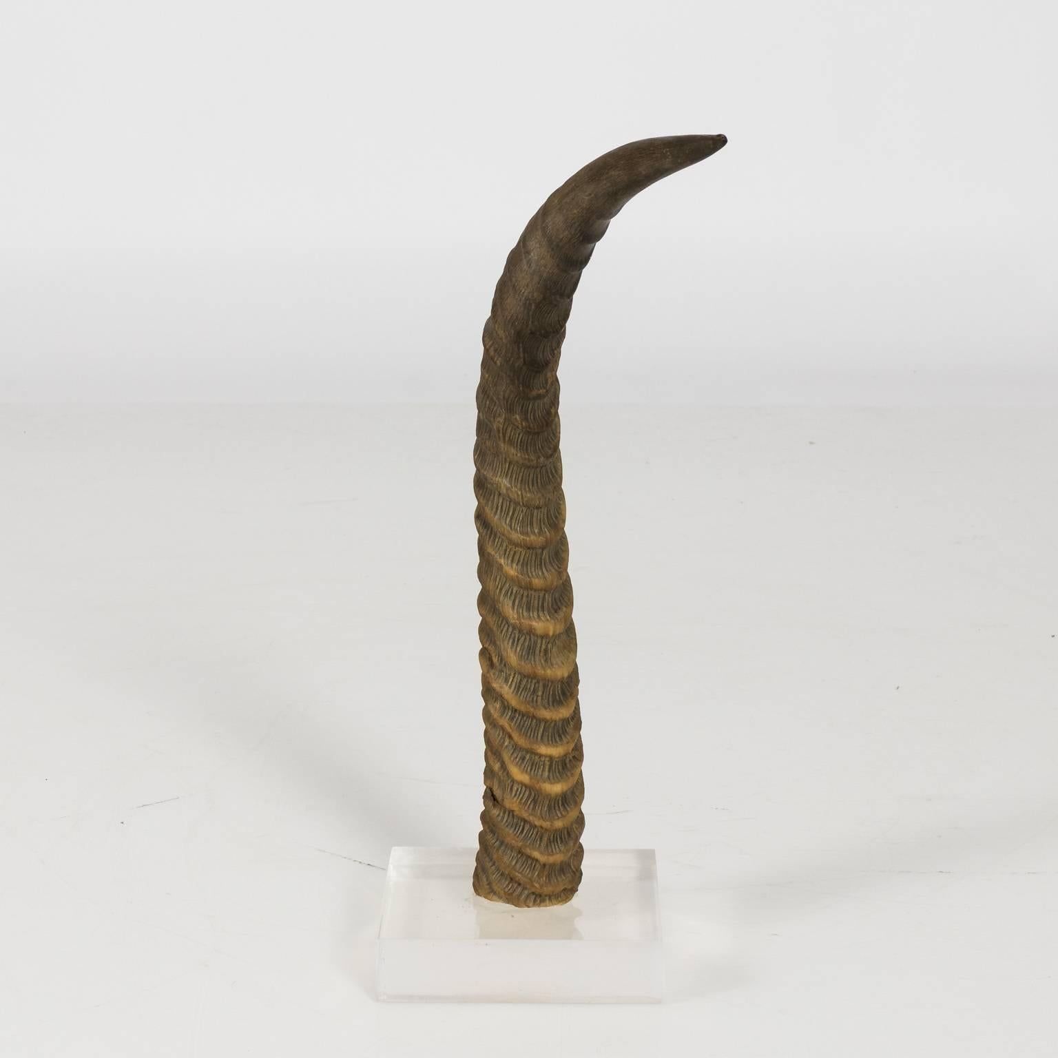 Decorative Antelope Horns In Good Condition For Sale In Stamford, CT