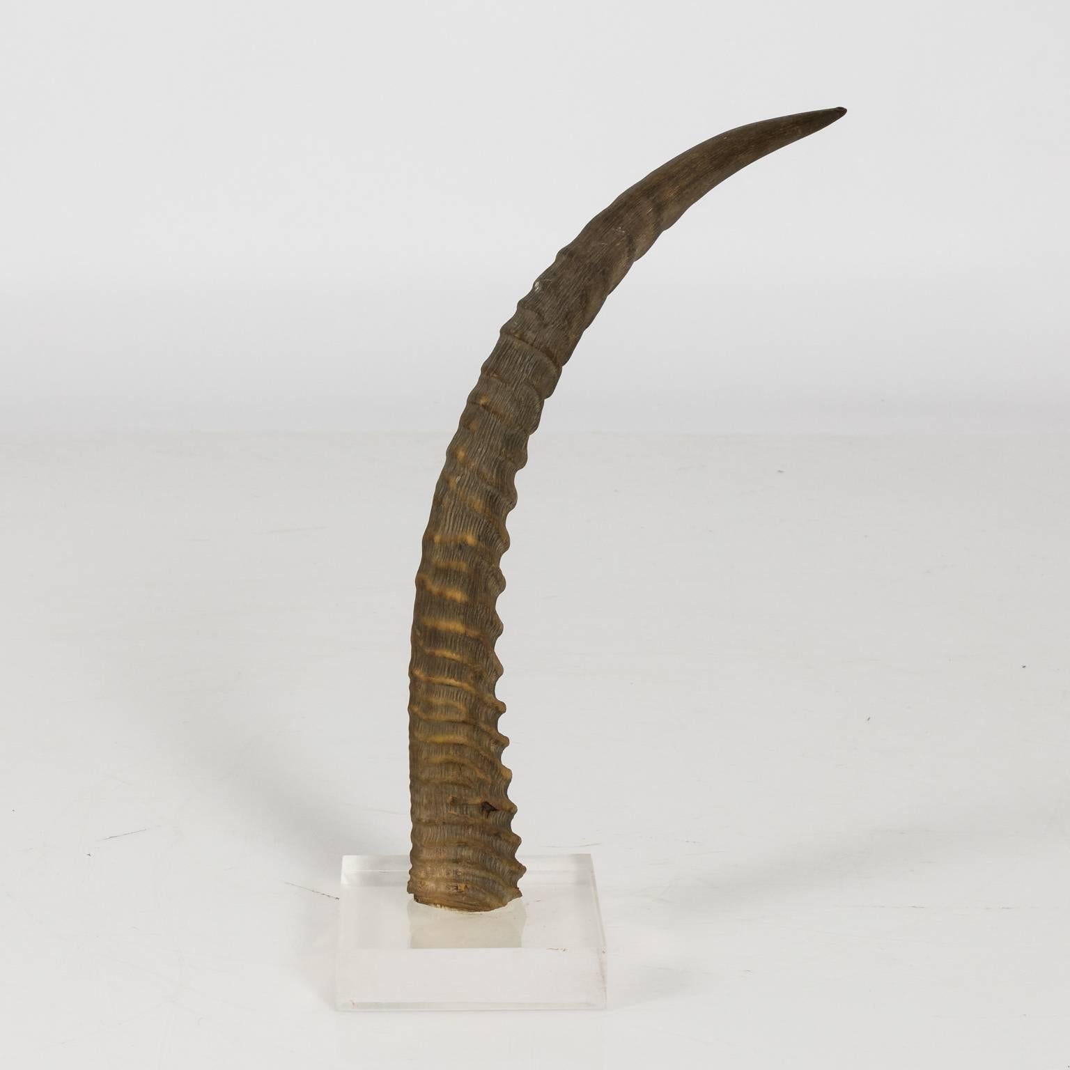 20th Century Decorative Antelope Horns For Sale