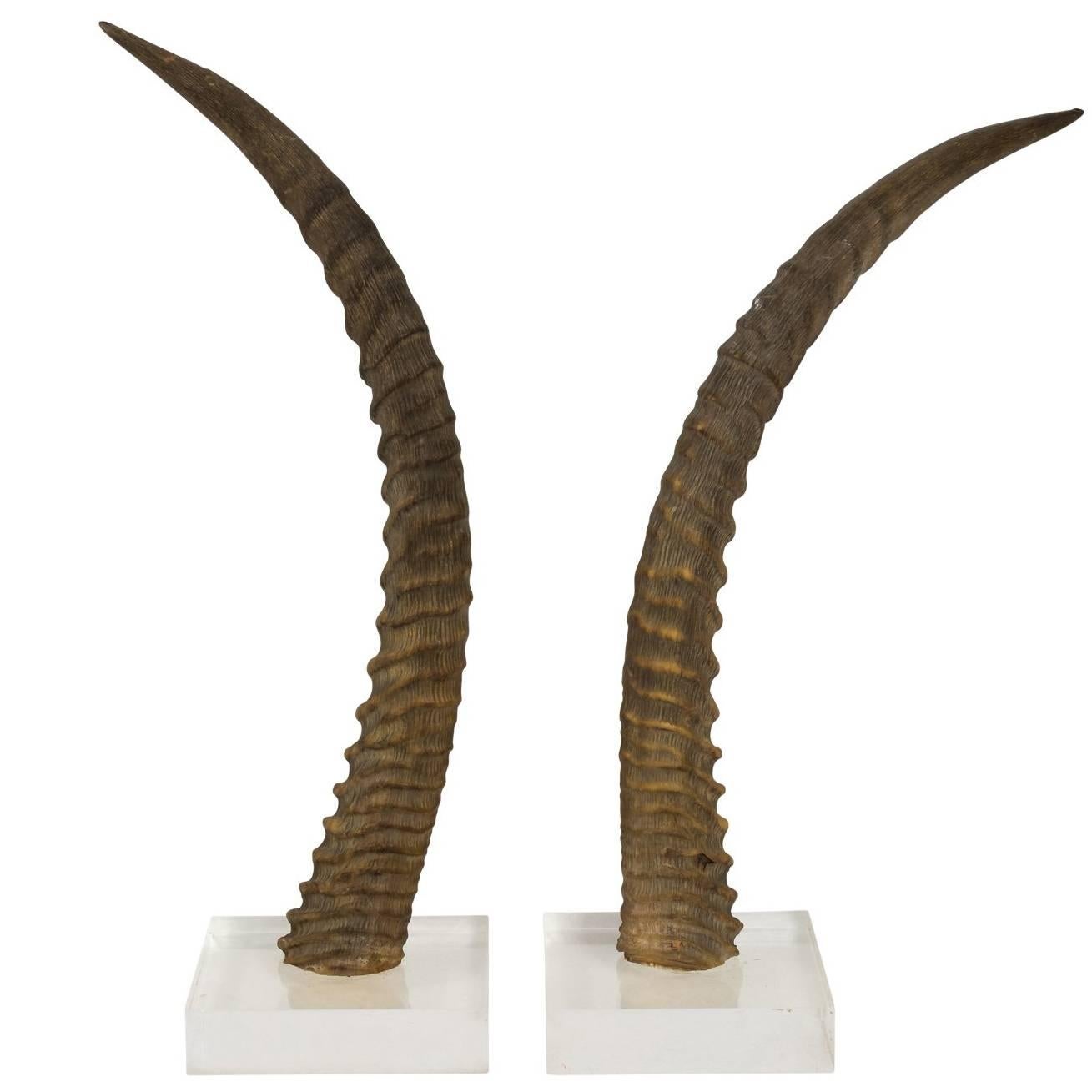 Decorative Antelope Horns For Sale
