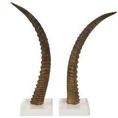 Cornes d'antilope décoratives