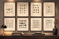 Decorative Antique Beetle Prints, European Coleoptera Plates, Entomology 1893