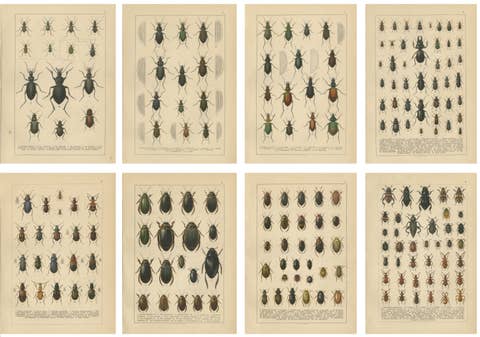 Decorative Antique Beetle Prints, European Coleoptera Plates, Entomology 1893