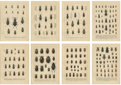 Decorative Antique Beetle Prints, European Coleoptera Plates, Entomology 1893