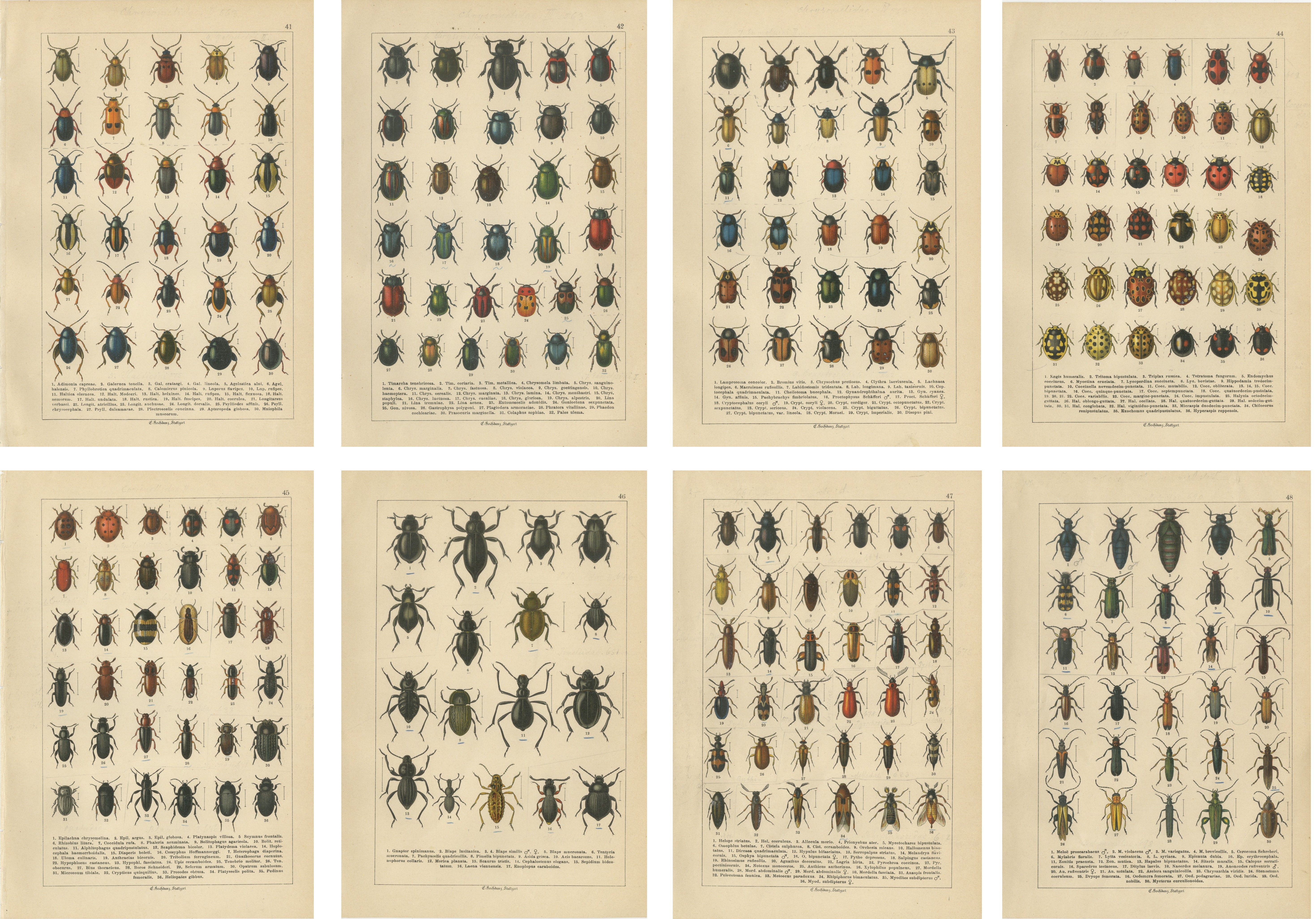Decorative Antique Beetle Prints, Vibrant Chromolithograph Set of 8, Calwer 1893