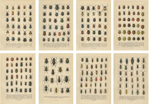 Decorative Antique Beetle Prints, Vibrant Chromolithograph Set of 8, Calwer 1893