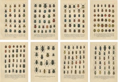 Dekorative antike Käferdrucke, lebendige Chromolithographie, Satz von 8, Calwer 1893