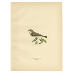 Dekorativer antiker Vogeldruck des zierlicheren Weißthroat, 1927