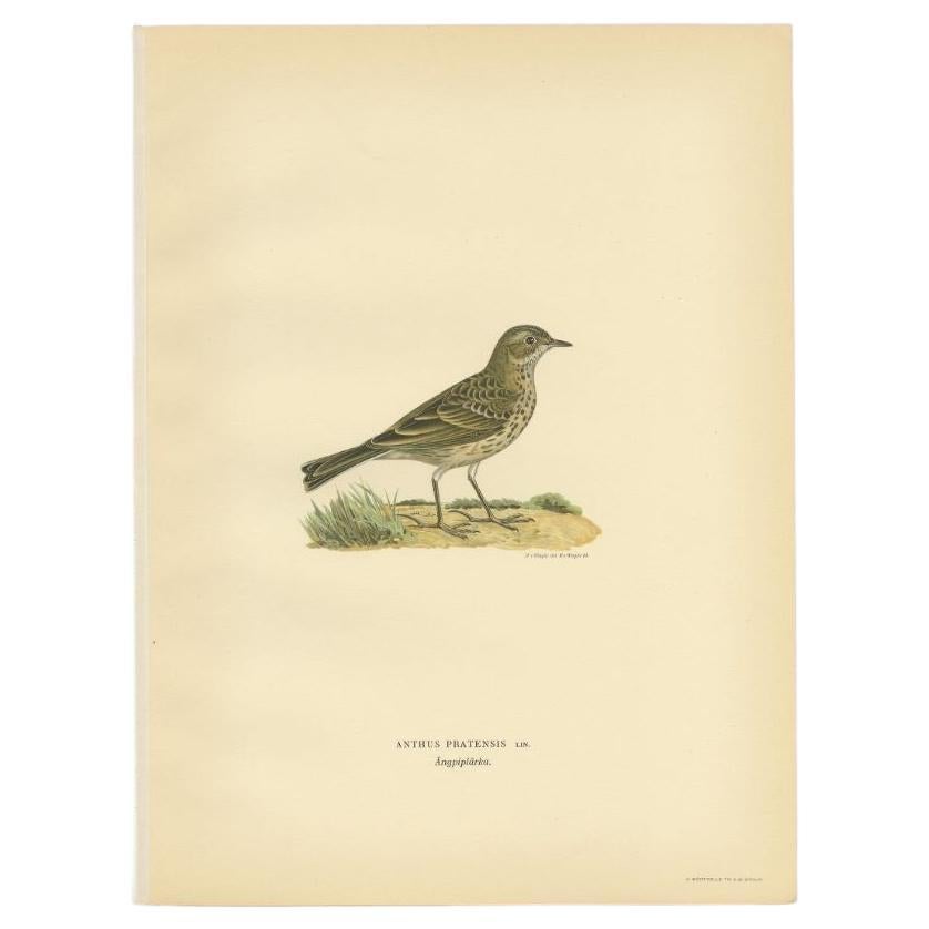 Grabado antiguo decorativo de pájaros de la Bisbita de los prados, 1927