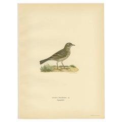 Impression décorative ancienne d'un Pipit de Meadow avec oiseau, 1927