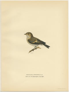 Impression décorative ancienne d'oiseau de type « The Pied Flycatcher » (la cache-miettes), 1927