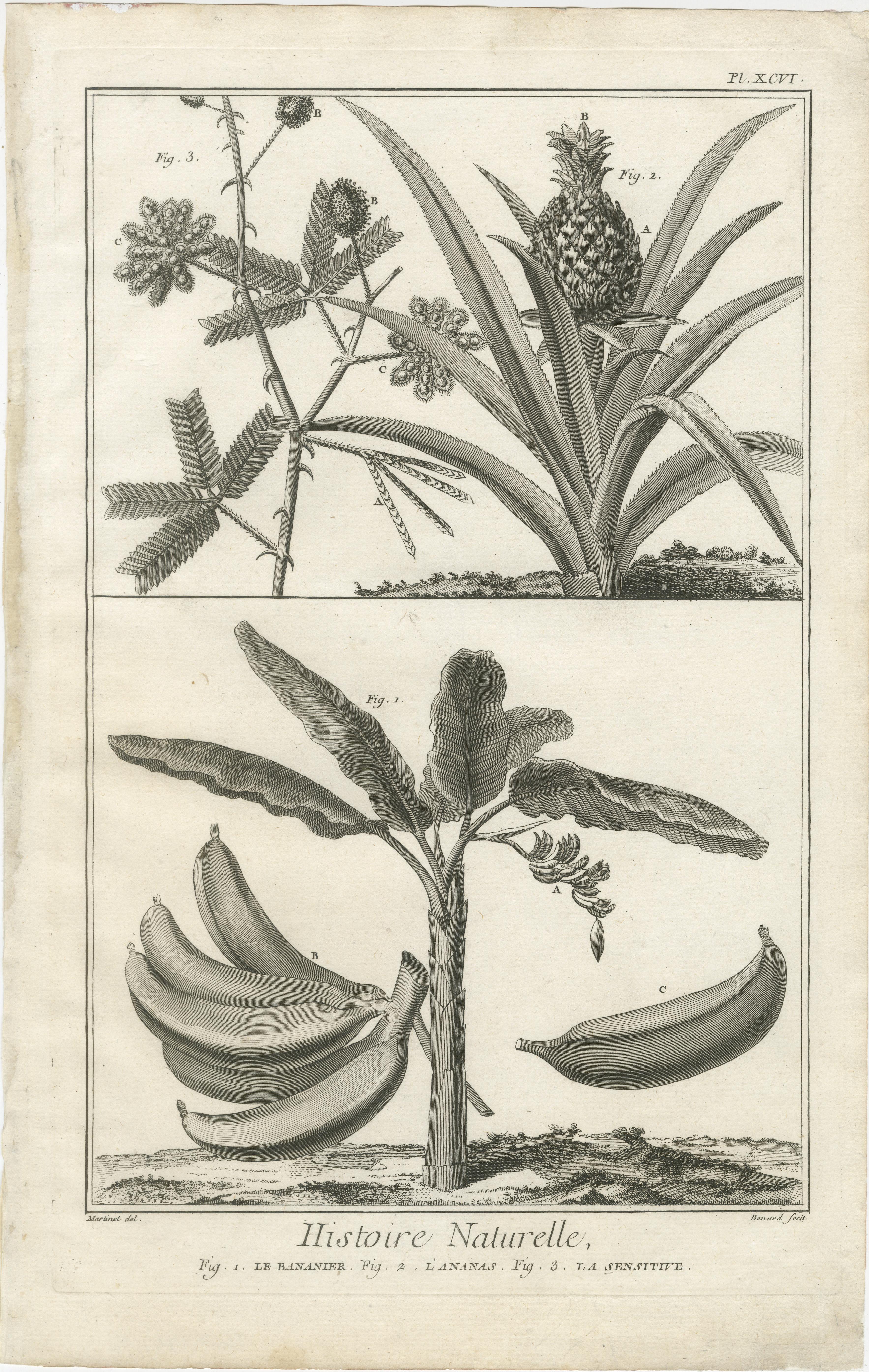 Coppia di antiche incisioni di piante esotiche tropicali dall'Encyclopédie di Diderot, 1770 ca.

Una bella coppia di incisioni su rame tratte dalla monumentale Encyclopédie ou Dictionnaire raisonné des sciences, des arts et des métiers di Denis