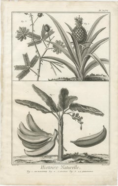Decorative Antique Botanical Prints – Exotic Tropical Plant Engravings, 1770