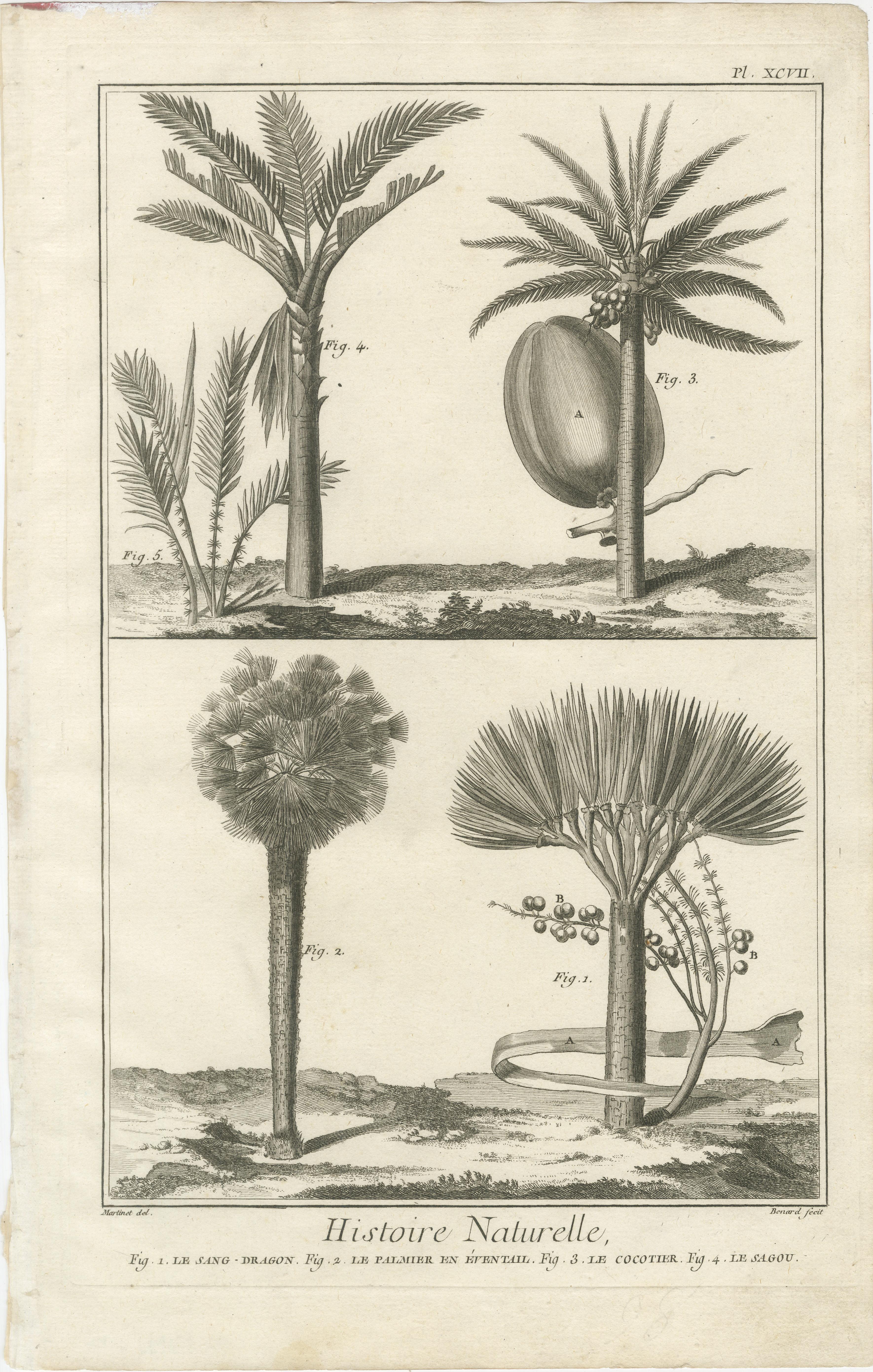 Francese Stampe botaniche antiche decorative - Incisioni di piante esotiche tropicali, 1770 in vendita