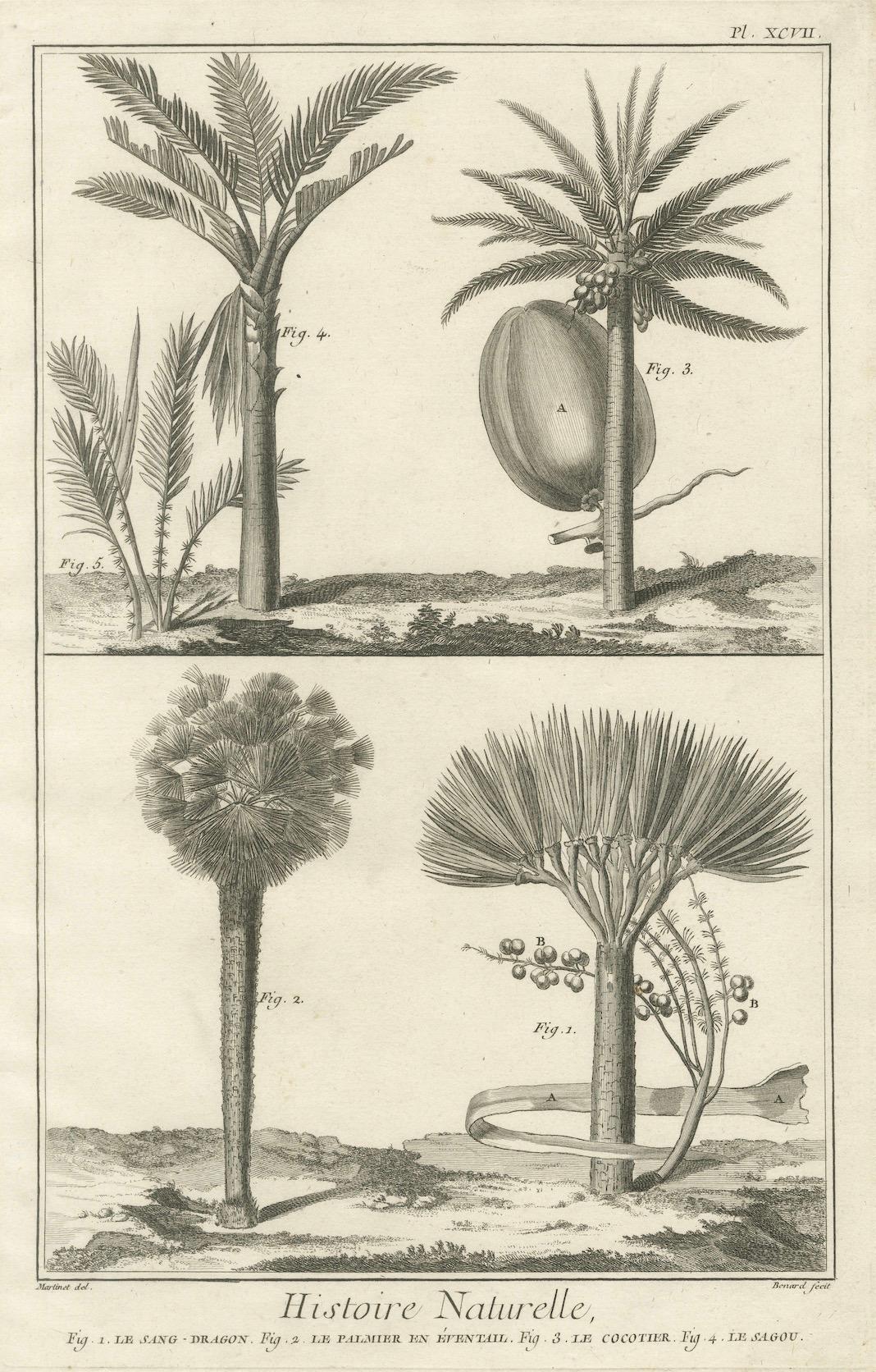 Inciso Stampe botaniche antiche decorative - Incisioni di piante esotiche tropicali, 1770 in vendita