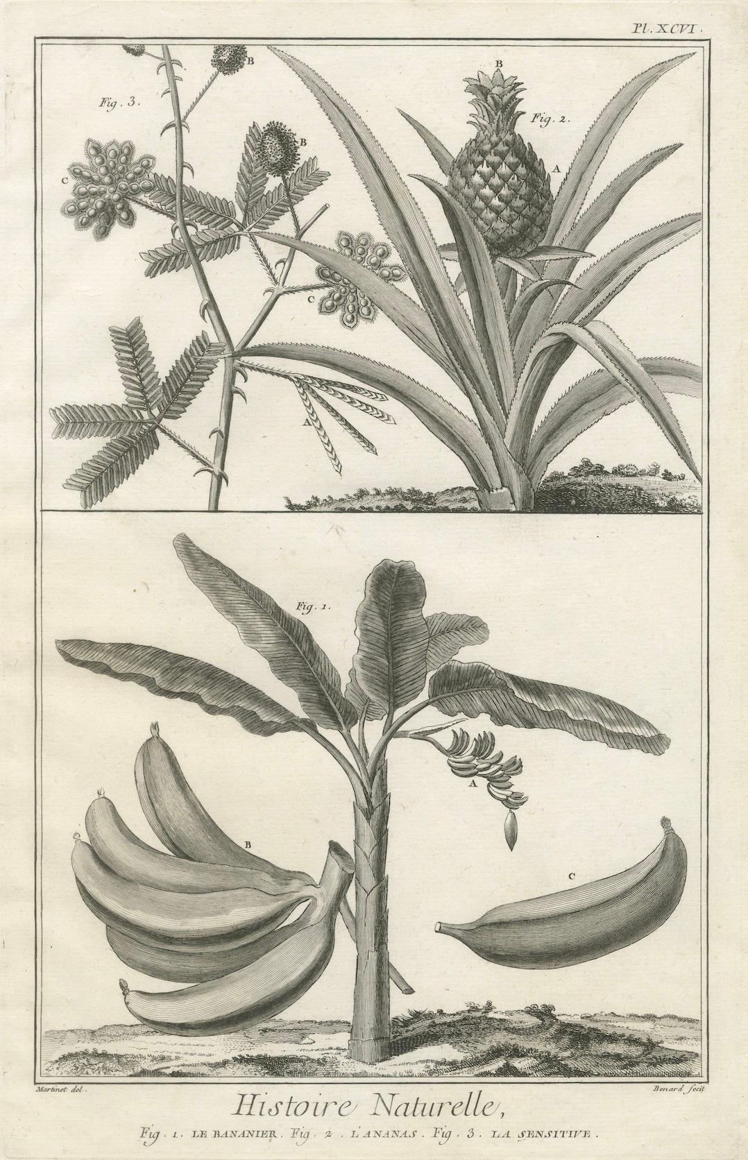 Stampe botaniche antiche decorative - Incisioni di piante esotiche tropicali, 1770 In condizioni buone in vendita a Langweer, NL
