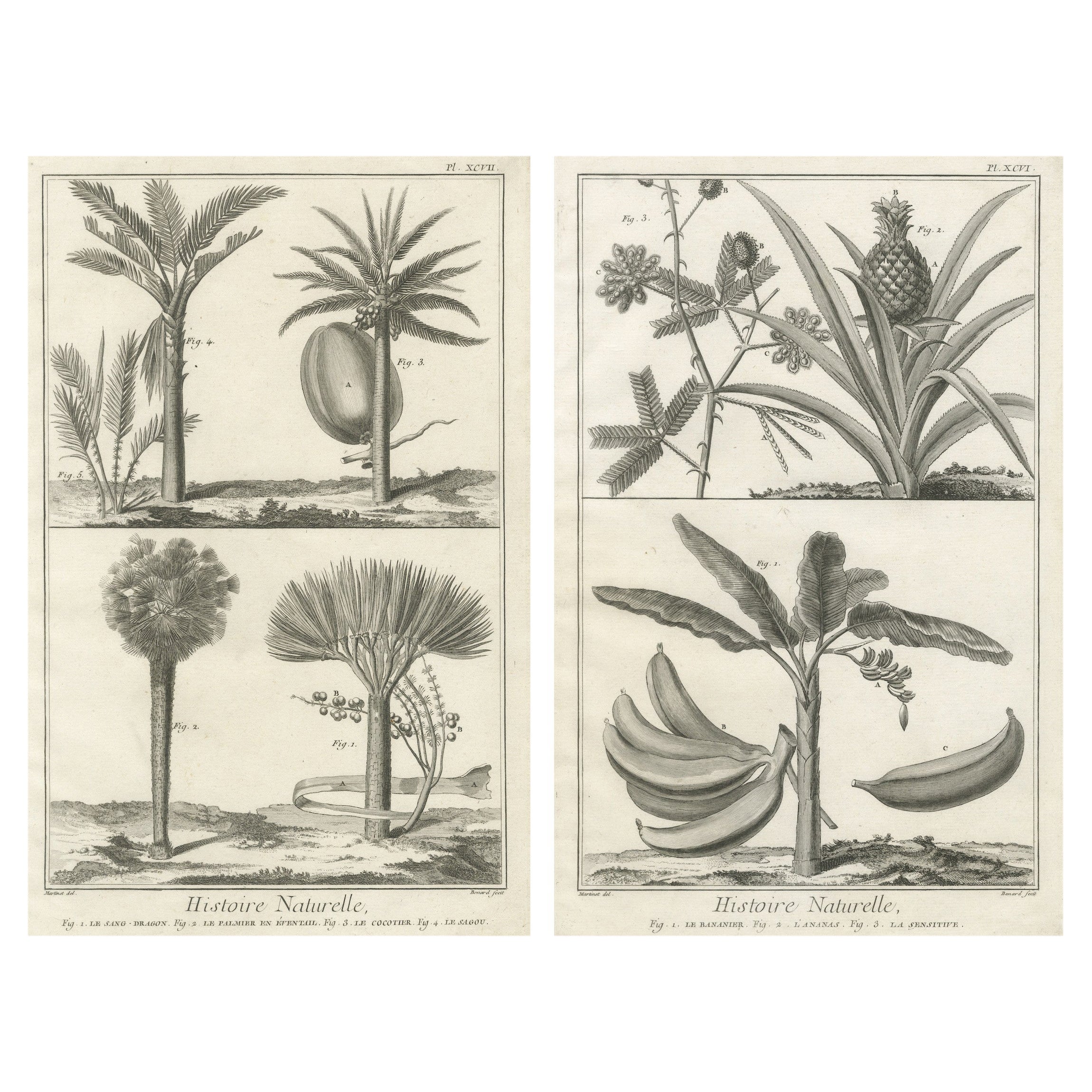 Decorative Antique Botanical Prints – Exotic Tropical Plant Engravings, 1770