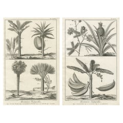 Decorative Antique Botanical Prints – Exotic Tropical Plant Engravings, 1770