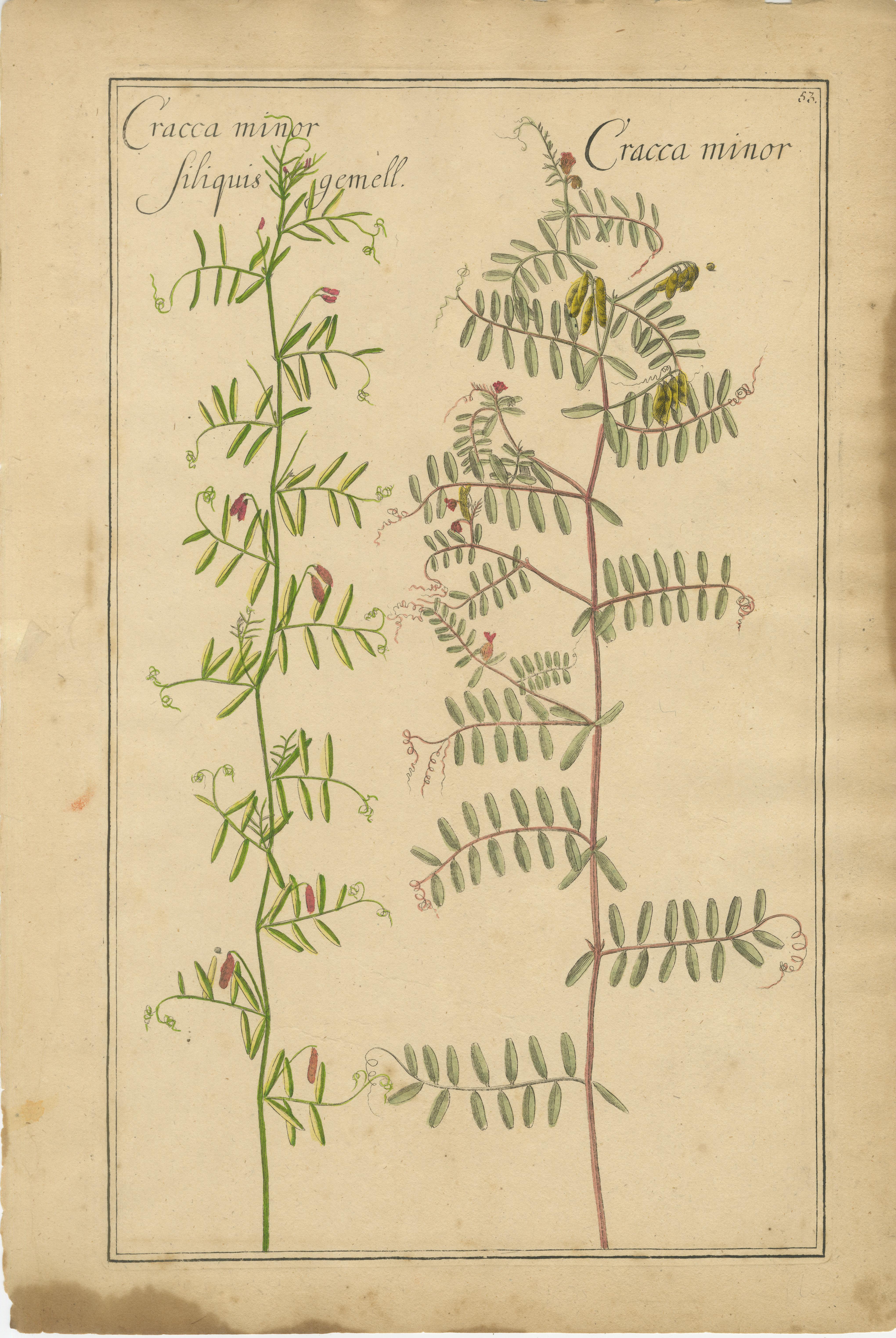 Rivinus botanique : Cracca, Genista & Coronilla, Leipzig, 1690s (ensemble de 3)

Ensemble de trois gravures botaniques sur cuivre de la fin du XVIIe siècle ou du début du XVIIIe siècle, coloriées à la main à l'époque, attribuées à Augustus Quirinus