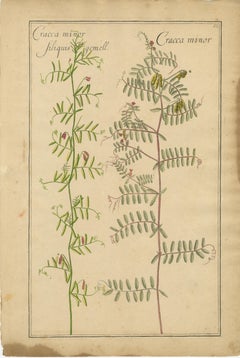 Decorative Antique Botanicals – Cracca, Genista & Coronilla, Leipzig 1690s