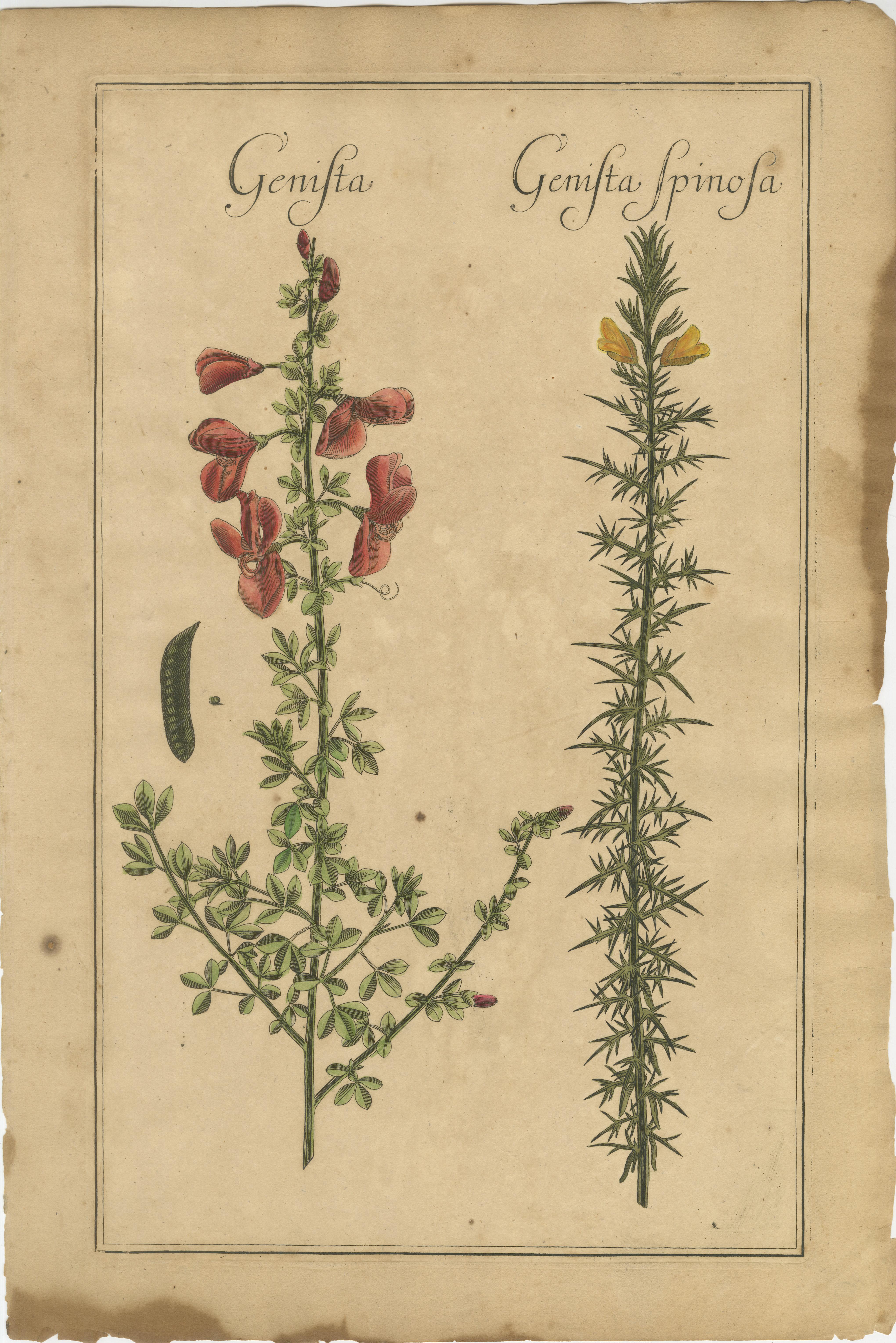 Allemand Botaniques décoratives anciennes - Cracca, Genista & Coronilla, Leipzig 1690s en vente