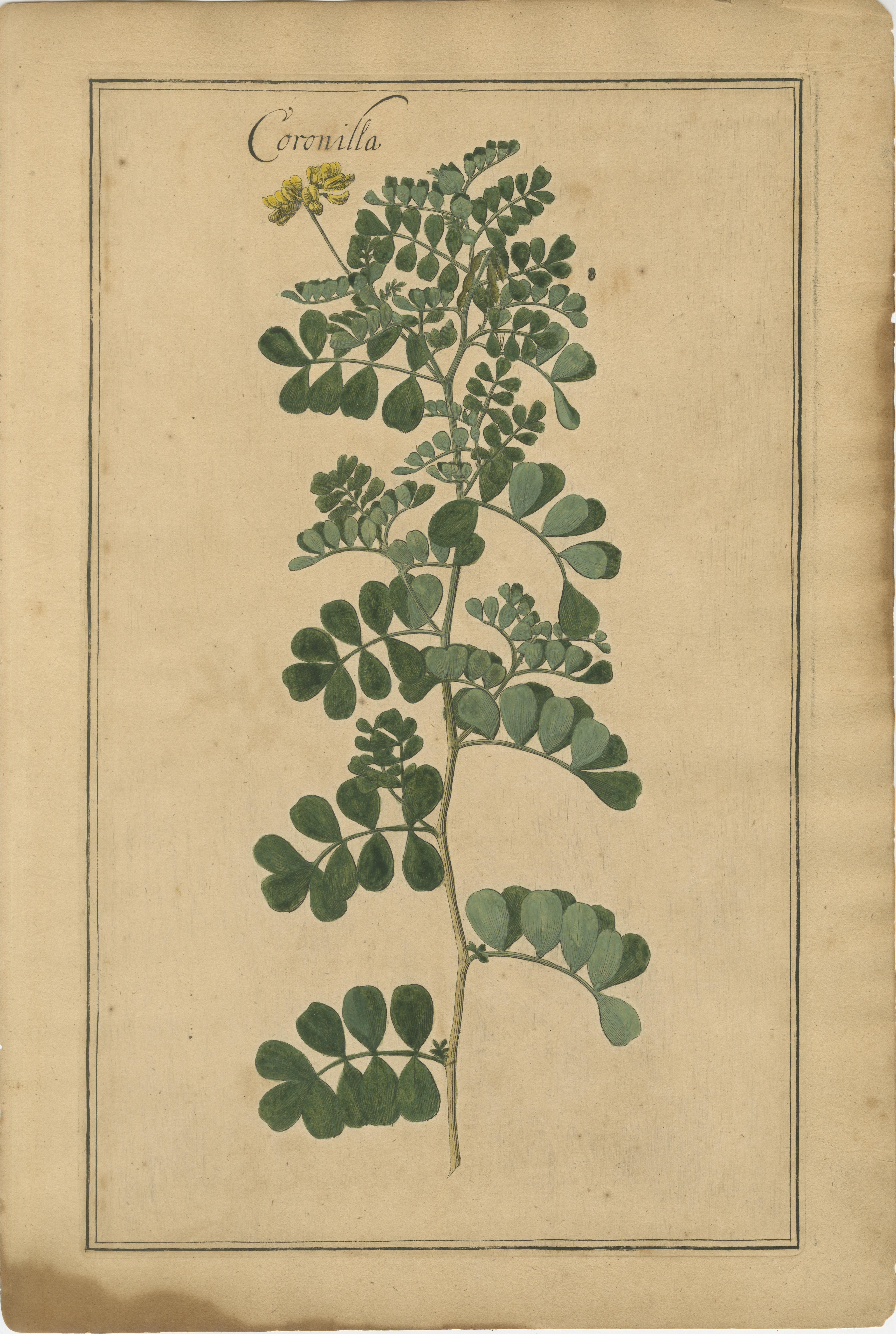 Gravé Botaniques décoratives anciennes - Cracca, Genista & Coronilla, Leipzig 1690s en vente