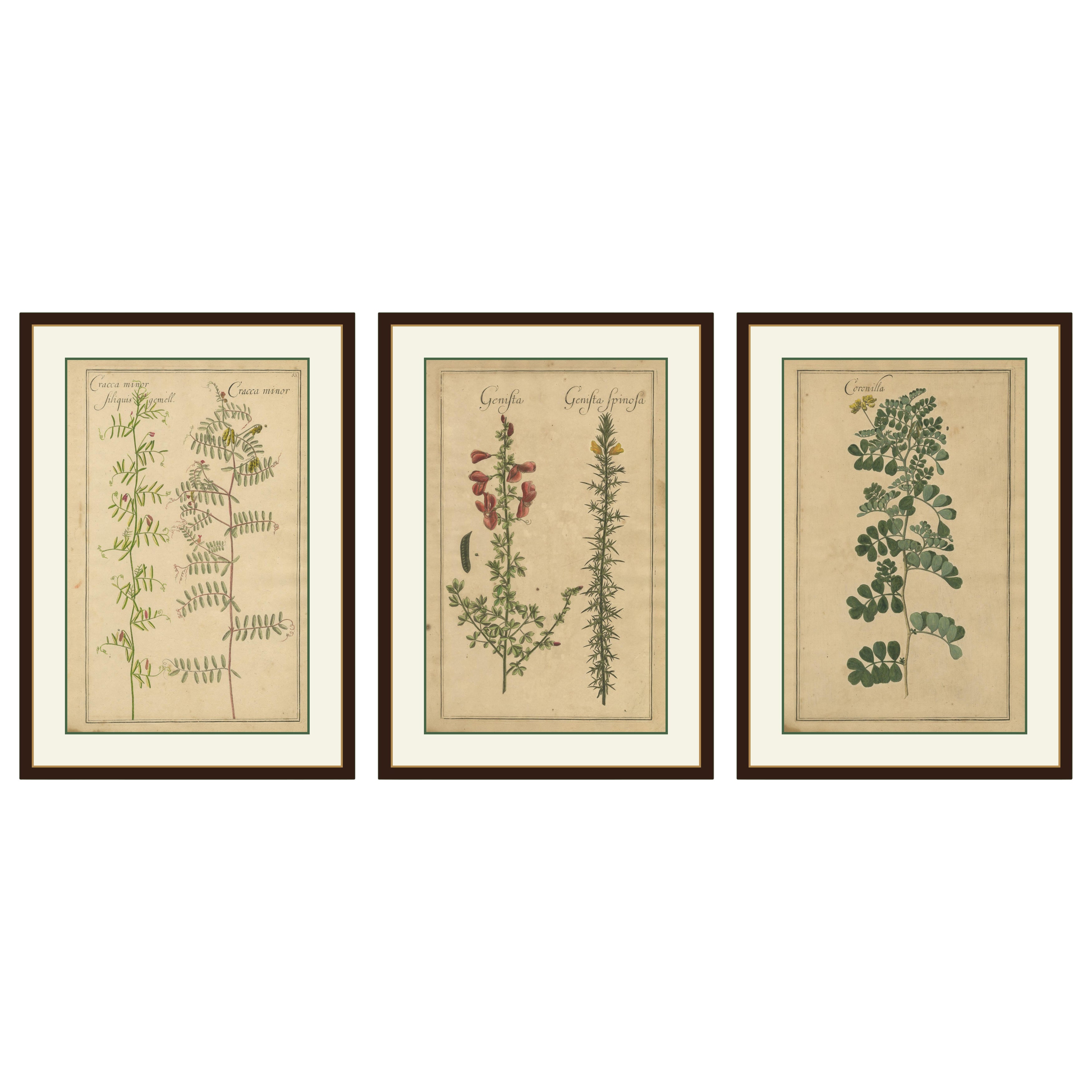 Botanici decorativi antichi - Cracca, Genista e Coronilla, Lipsia 1690