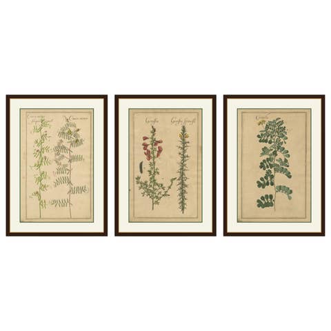 Decorative Antique Botanicals – Cracca, Genista & Coronilla, Leipzig 1690s