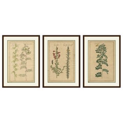 Botanici decorativi antichi - Cracca, Genista e Coronilla, Lipsia 1690