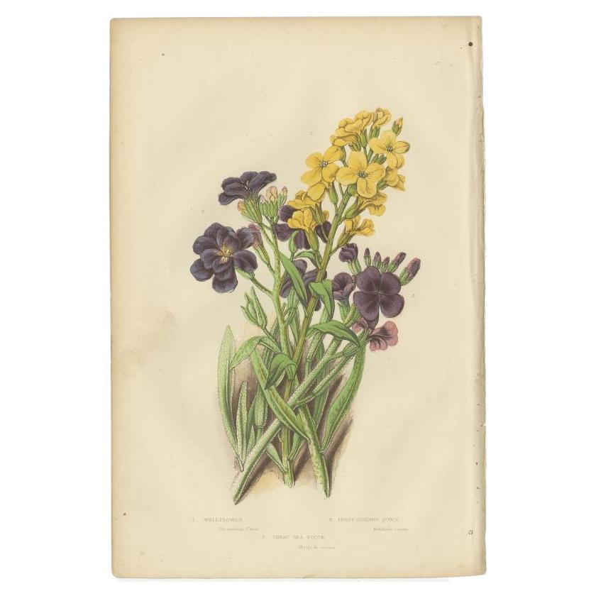 Decorative Antique Botany Print of the Wallflower, c.1860 For Sale